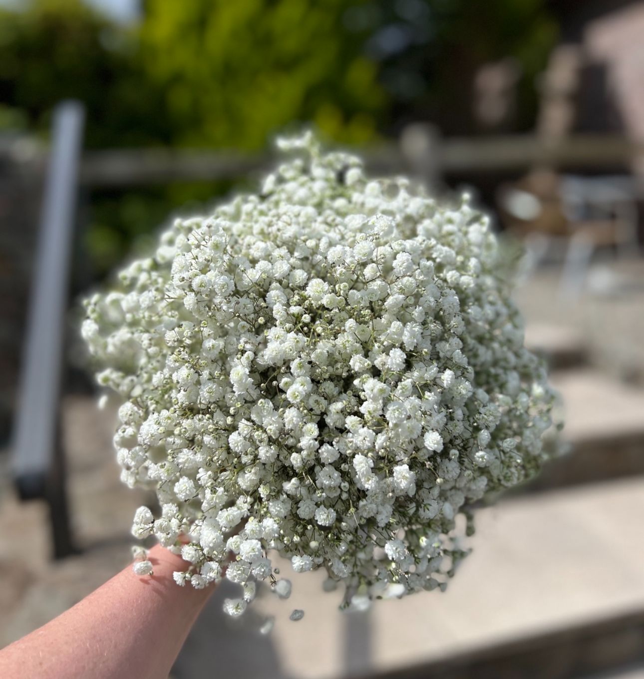 Baby breath Posy