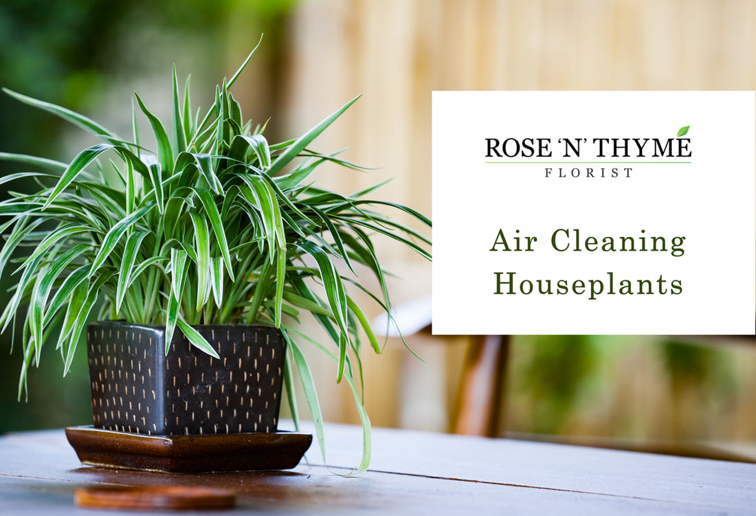 Air Cleaning Houseplants That Can Improve Your Health