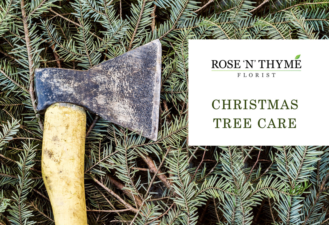 Caring for your Christmas tress