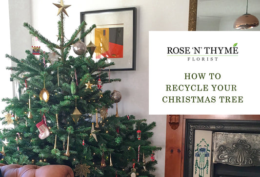 How to Recycle Your Christmas Tree in the Glasgow Area