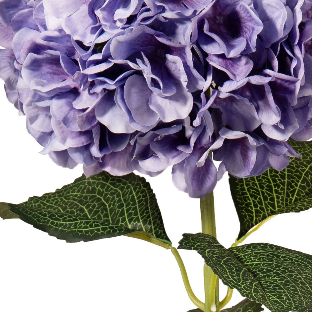 Large Head Hydrangea Lavender