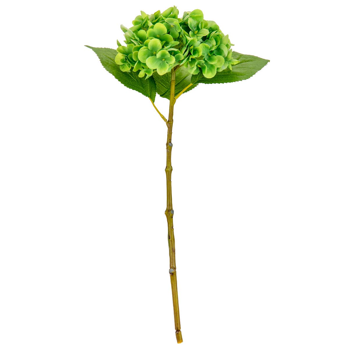 Small Head Hydrangea Lime Green
