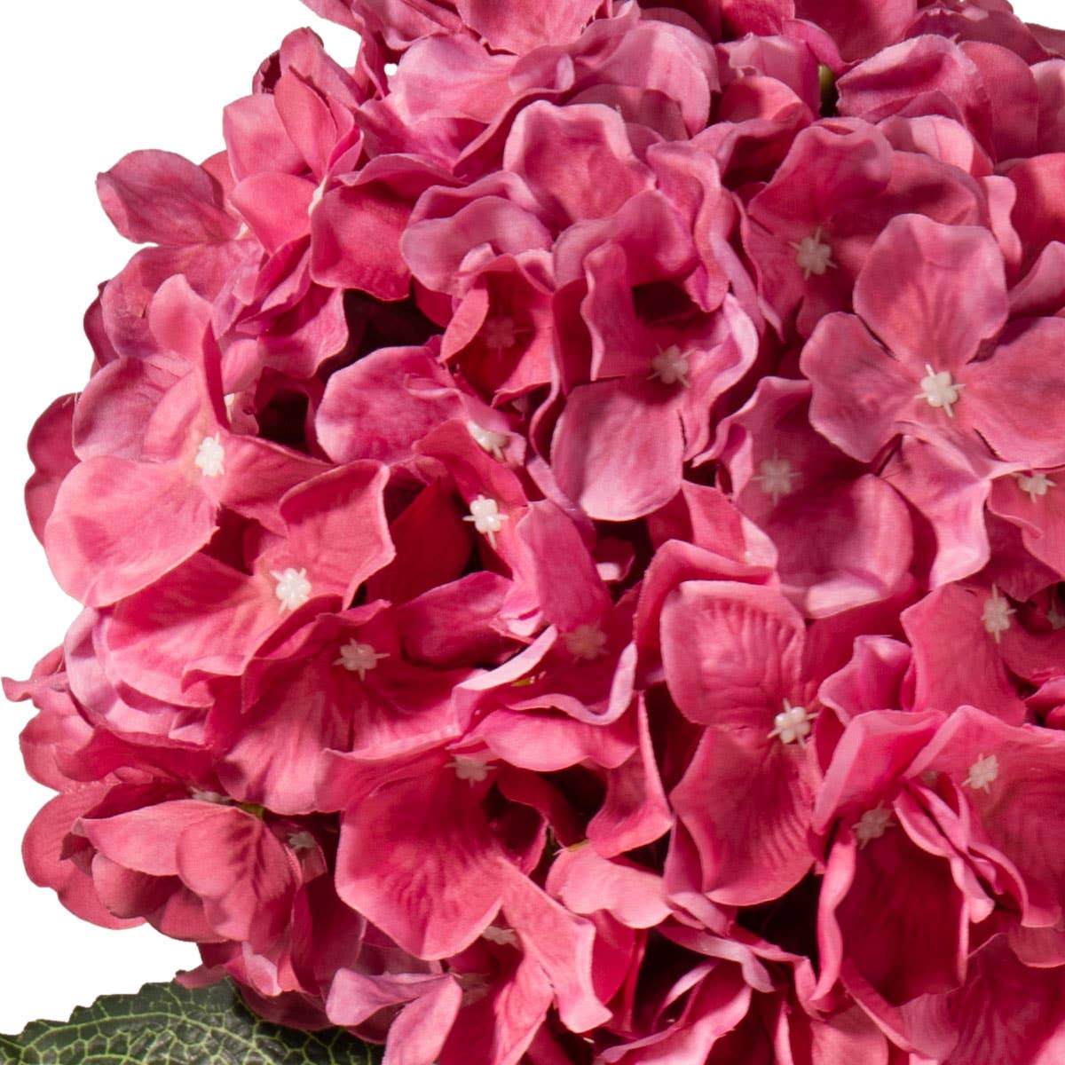 Large Head Hydrangea Fuchsia