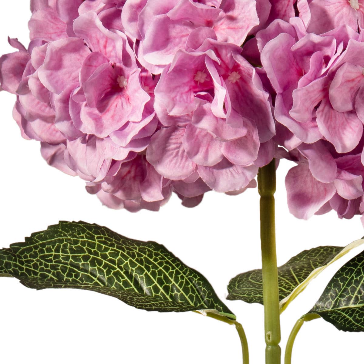 Large Head Hydrangea Two Tone Pink