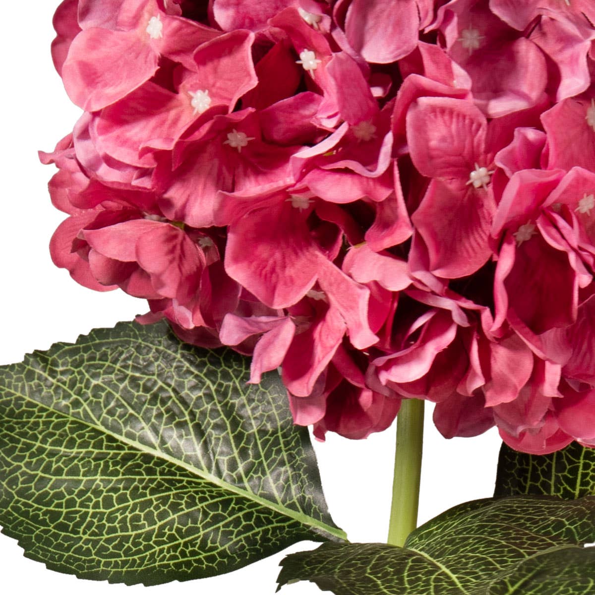 Large Head Hydrangea Fuchsia