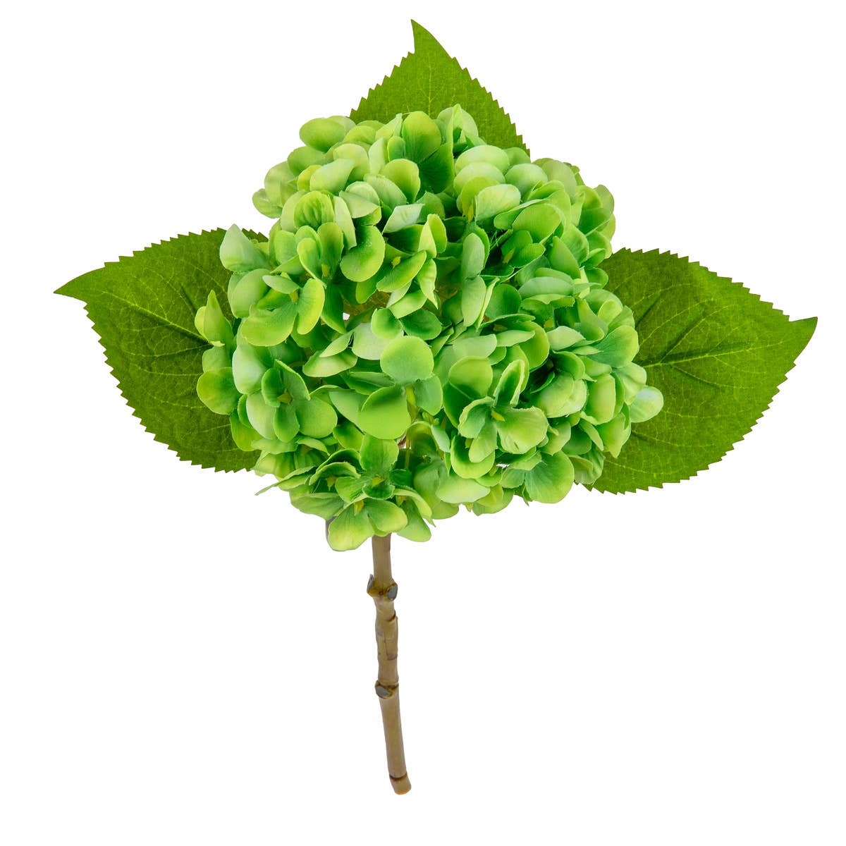 Small Head Hydrangea Lime Green