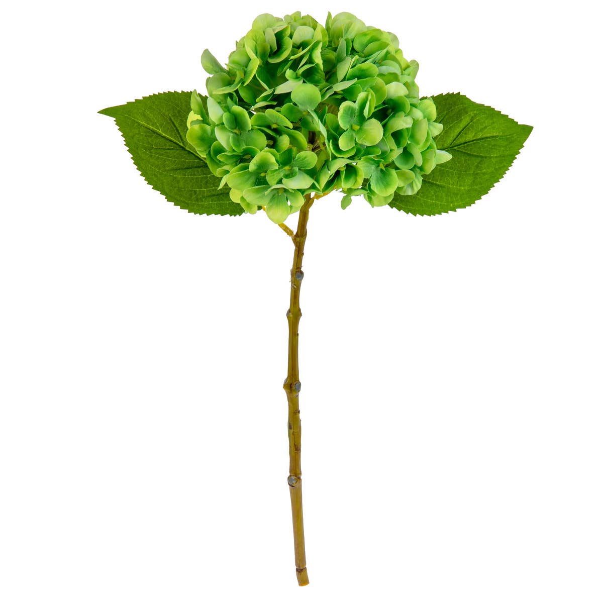 Small Head Hydrangea Lime Green