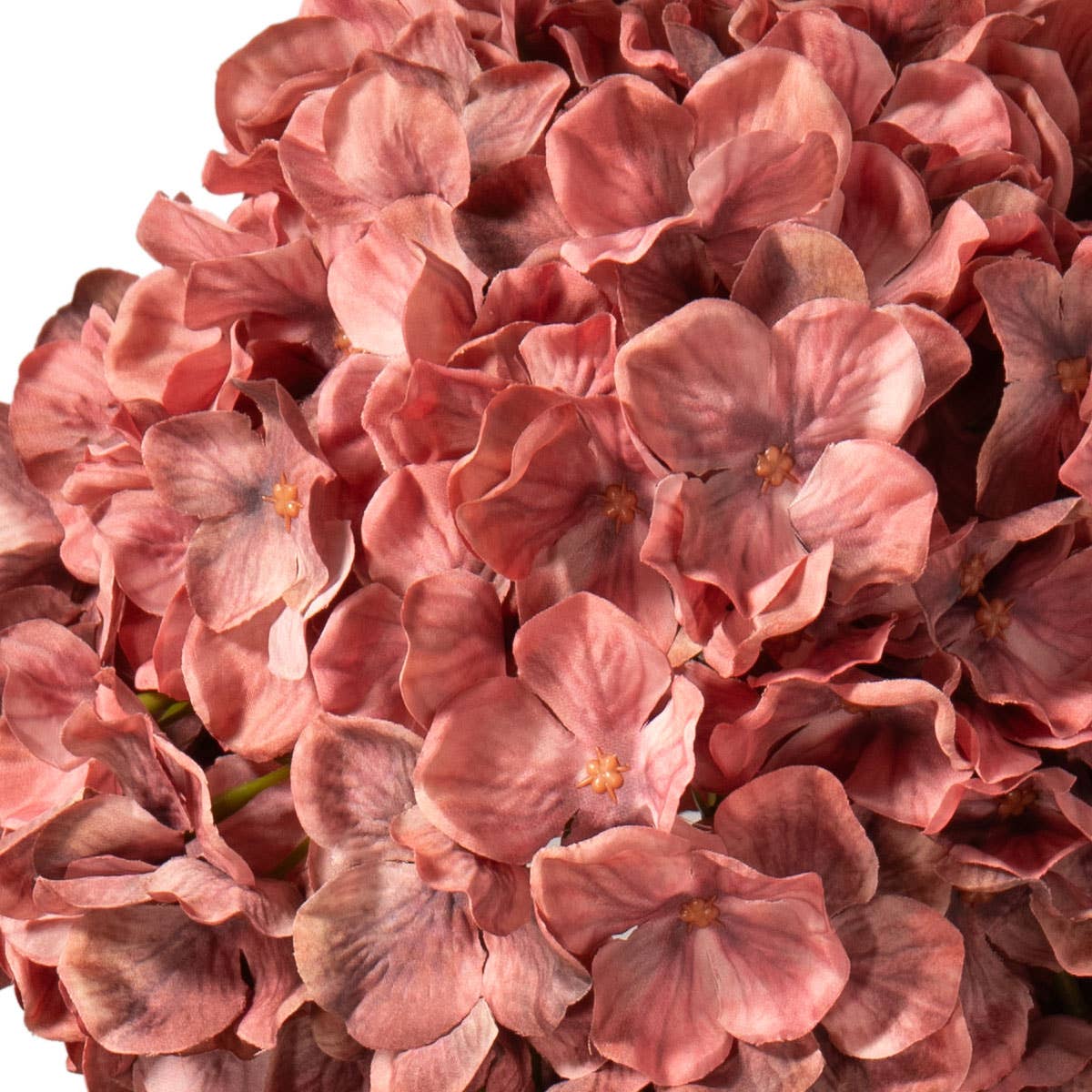Large Head Hydrangea Vintage Rose