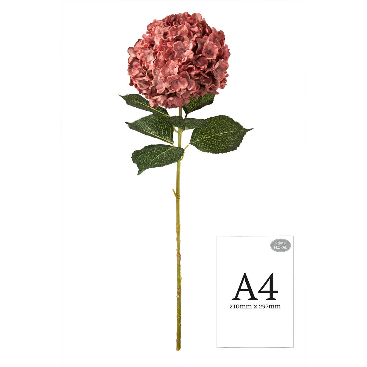 Large Head Hydrangea Vintage Rose