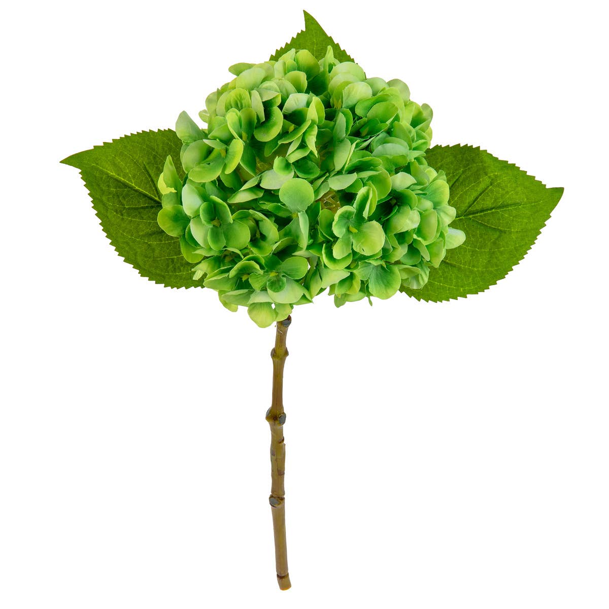 Small Head Hydrangea Lime Green