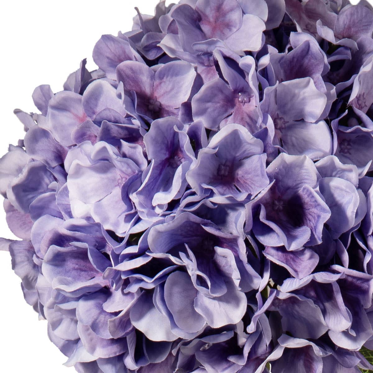 Large Head Hydrangea Lavender
