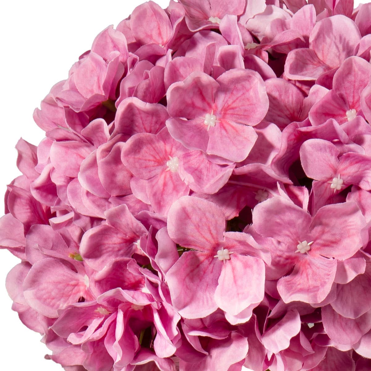 Large Head Hydrangea Cerise 92cm