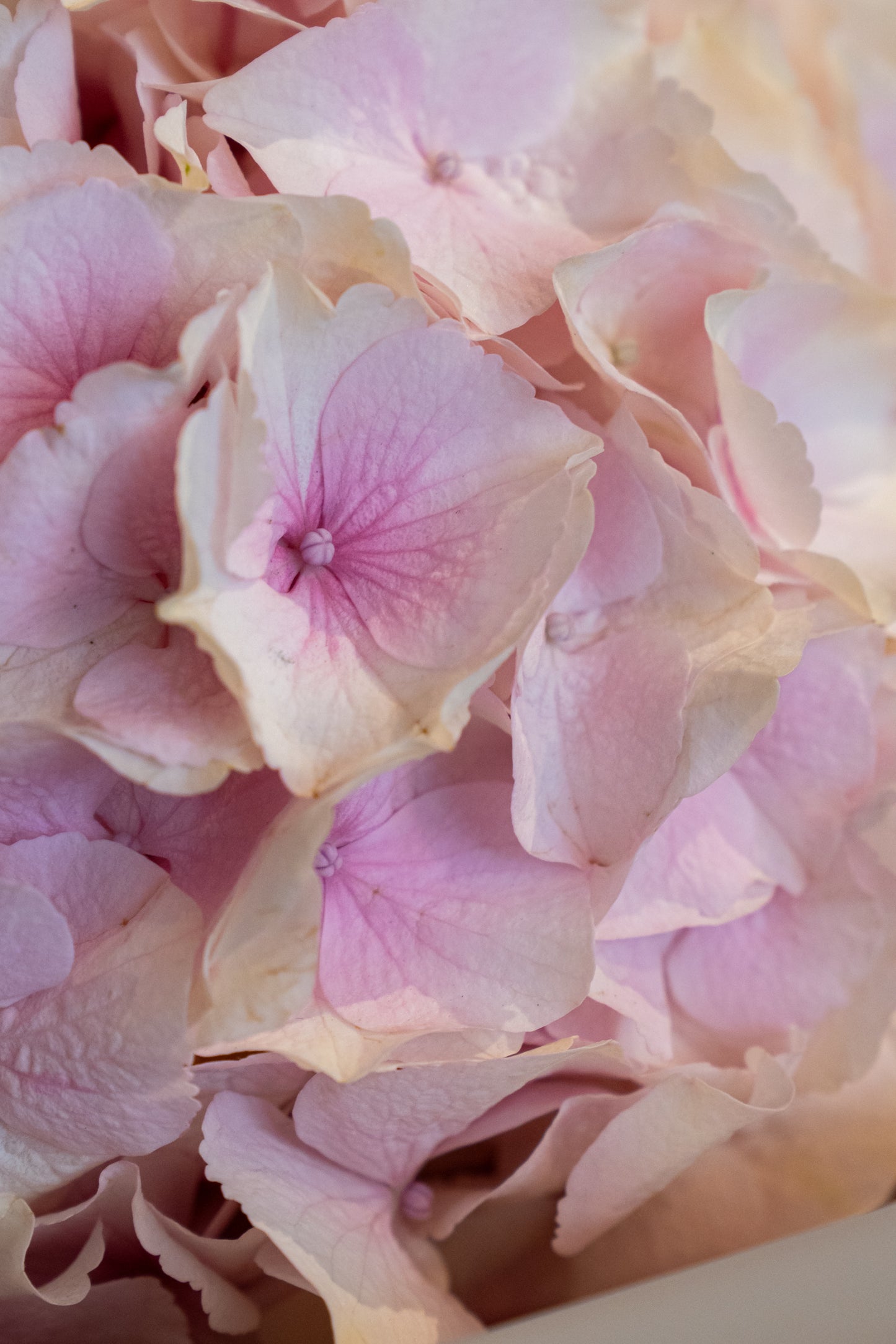 Hyndrangea Hand tie