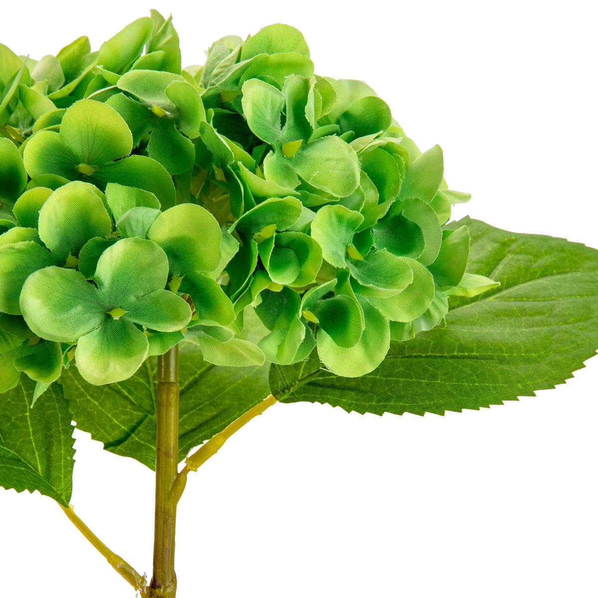 Small Head Hydrangea Lime Green