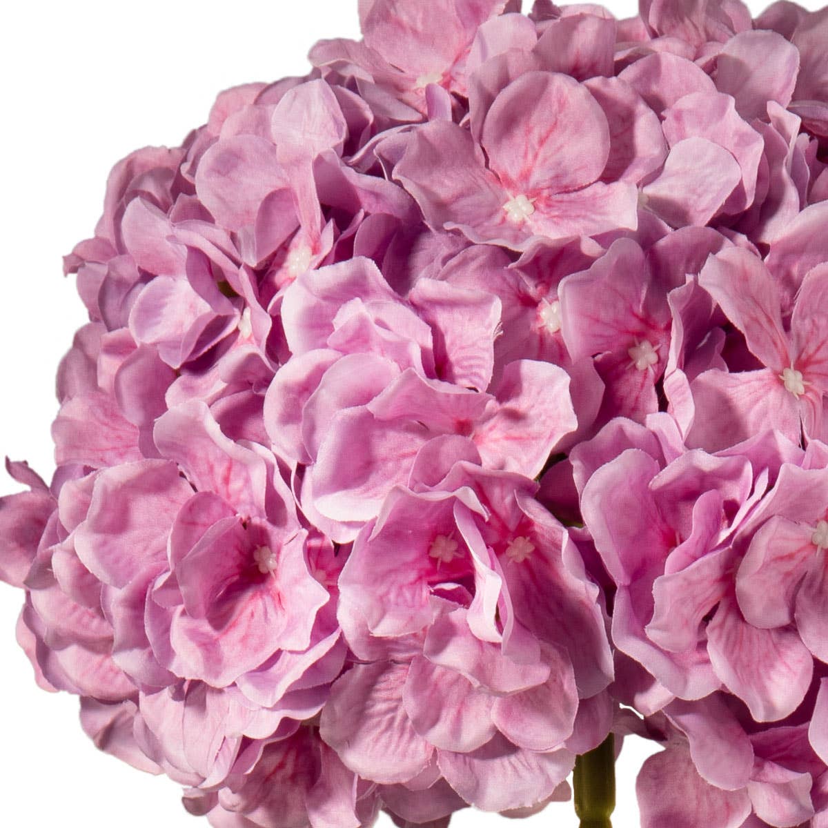 Large Head Hydrangea Two Tone Pink