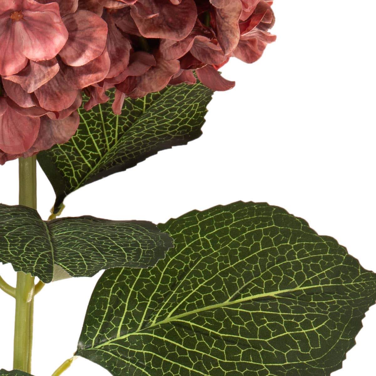 Large Head Hydrangea Vintage Rose
