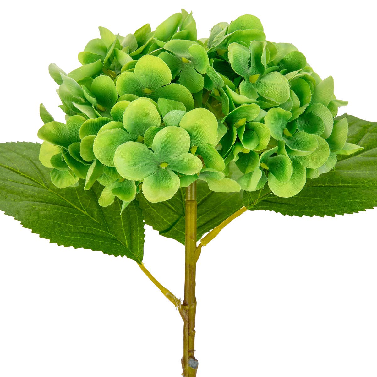 Small Head Hydrangea Lime Green