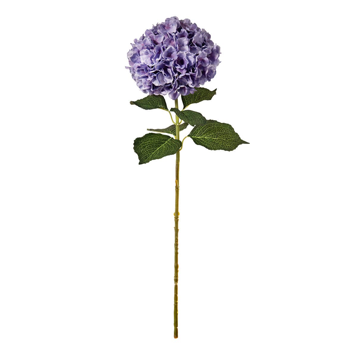Large Head Hydrangea Lavender