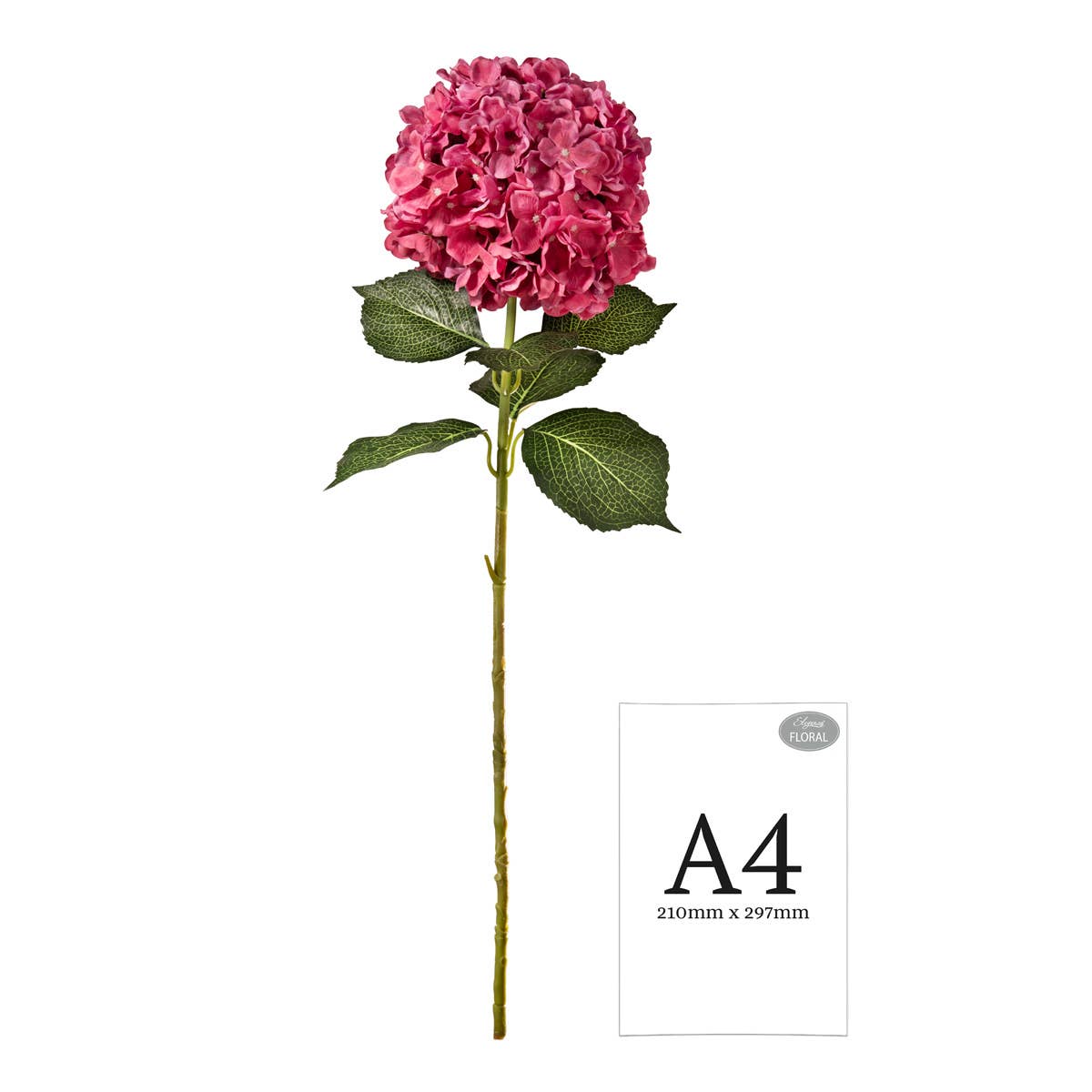 Large Head Hydrangea Fuchsia