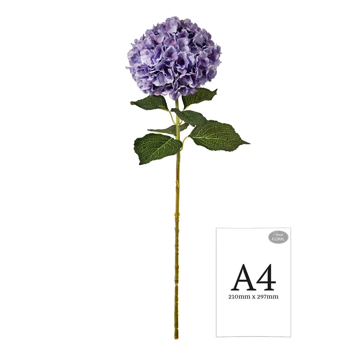 Large Head Hydrangea Lavender