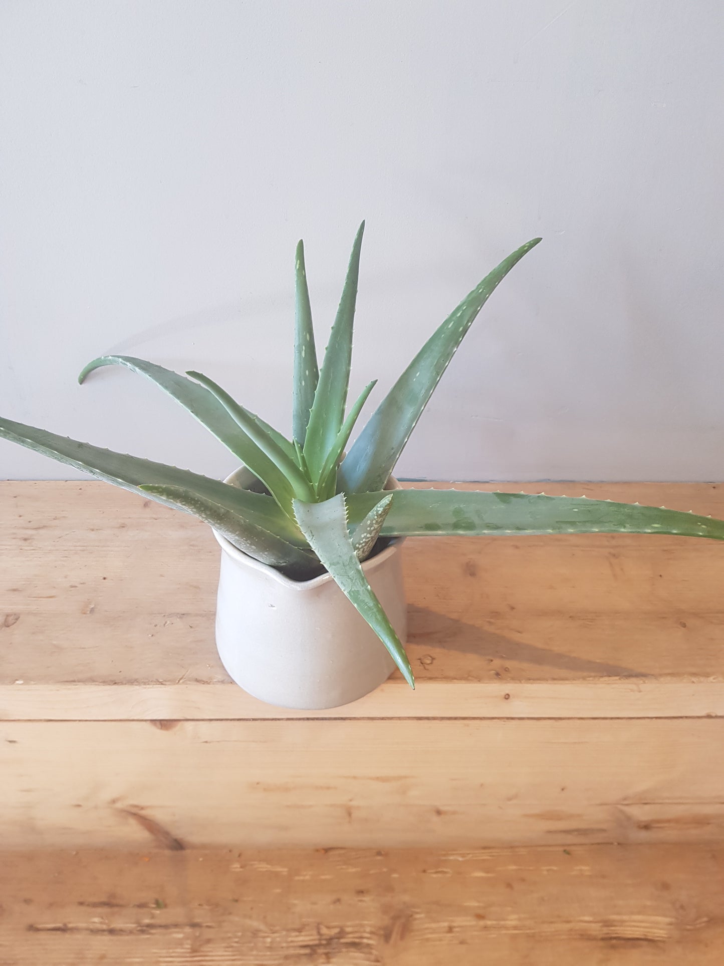 Large Aloe Vera plant in Ceramic pot