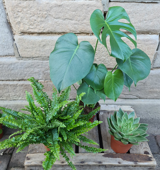 Rose n' Thyme Online Flower Delivery Glasgow Florist Rose n