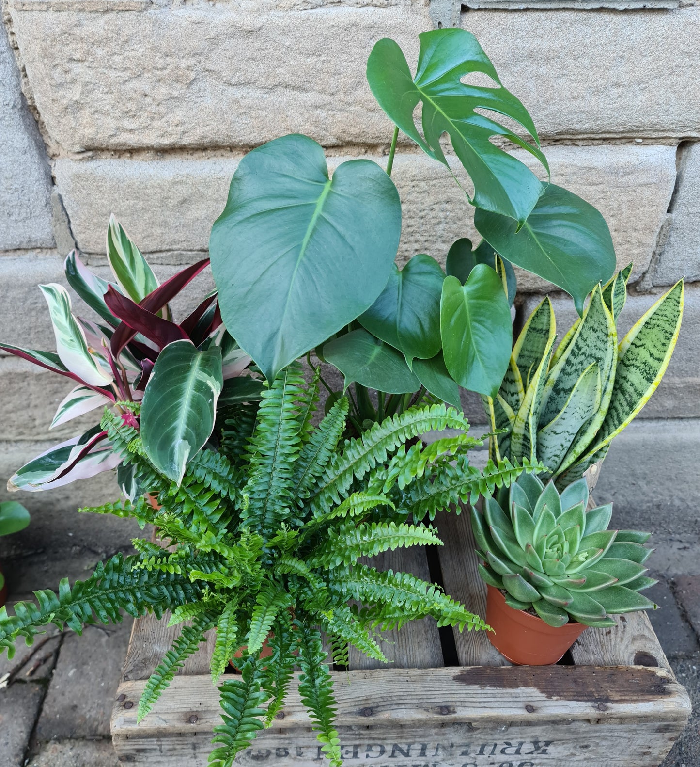5 Indoor Plant Bundle
