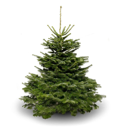 Premium Grade Nordman Fir Christmas Tree